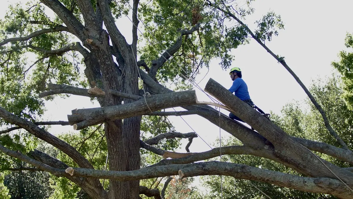 Professional Crown Thinning performed by certified arborists in Sargent